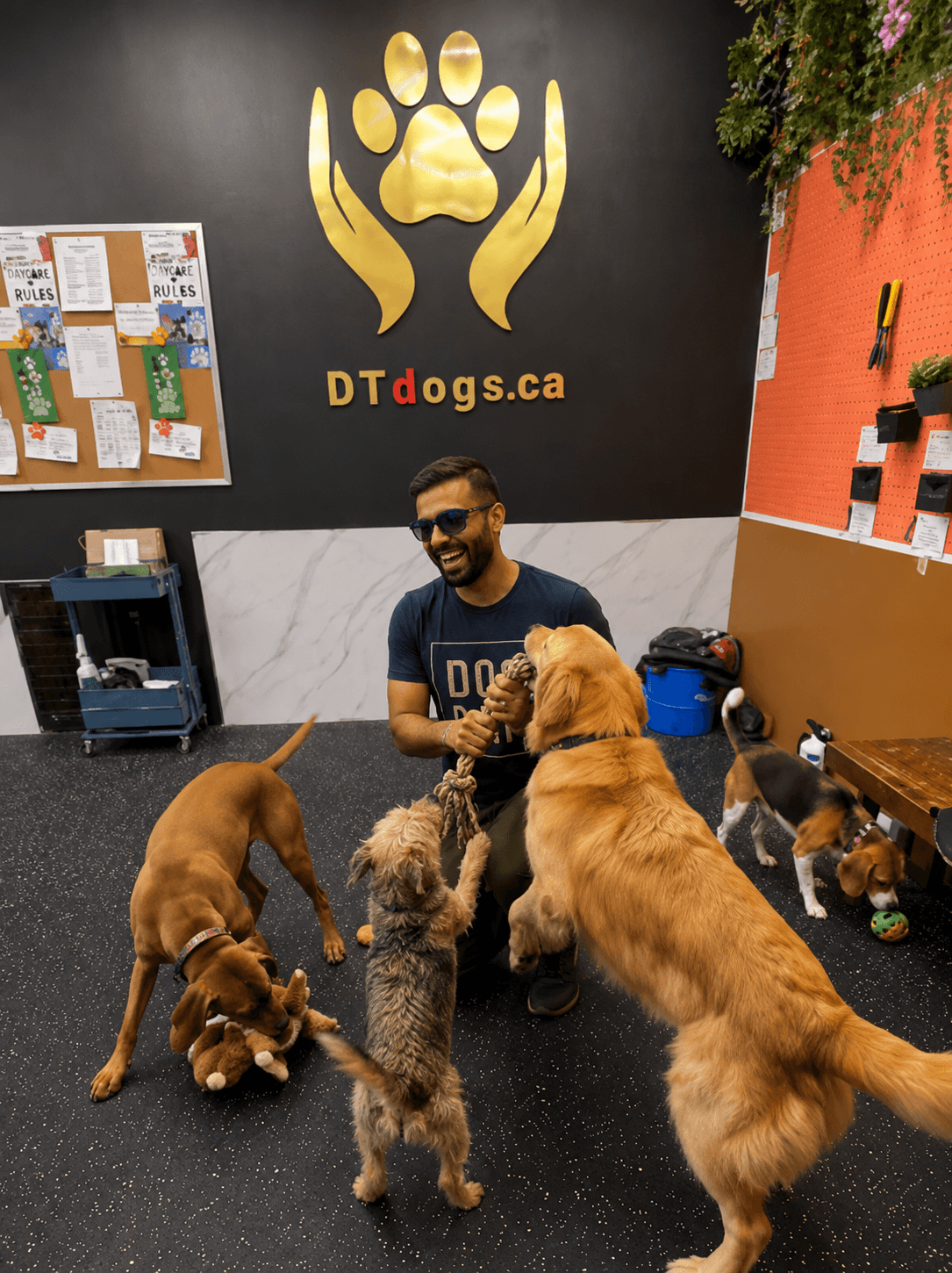 Happy dogs playing together in supervised boarding daycare