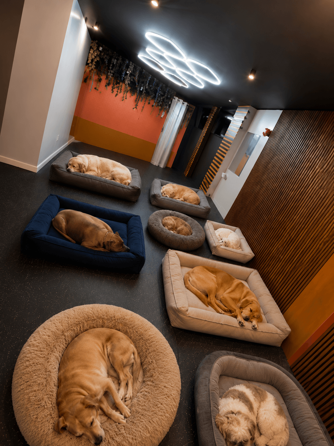 Happy dogs playing in safe supervised daycare environment with attentive staff