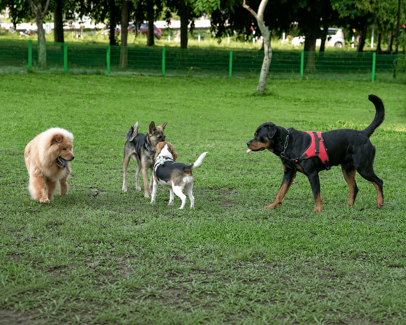 Active dog running and playing outdoors showing proper exercise