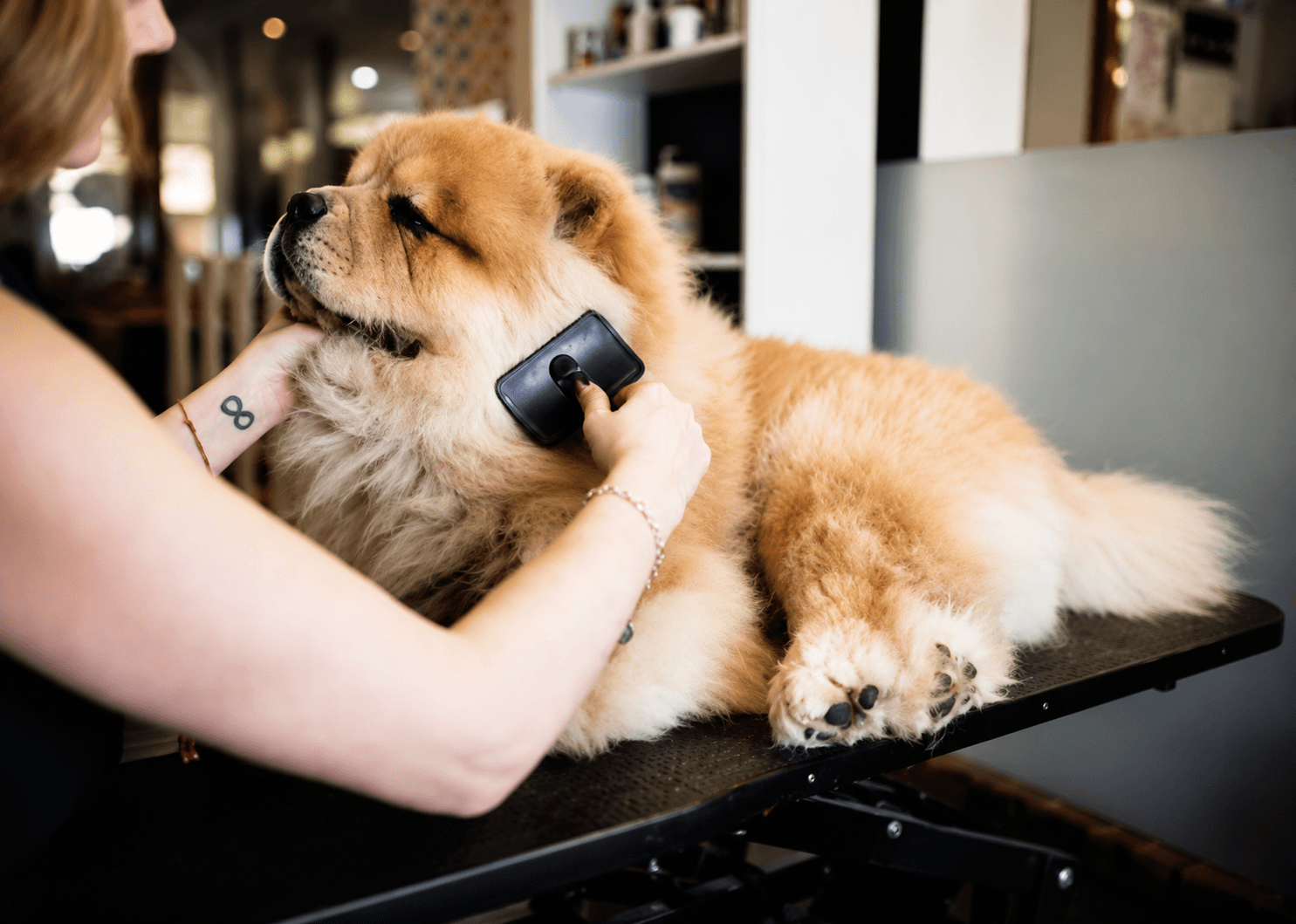Dog being professionally groomed with brushes and grooming tools