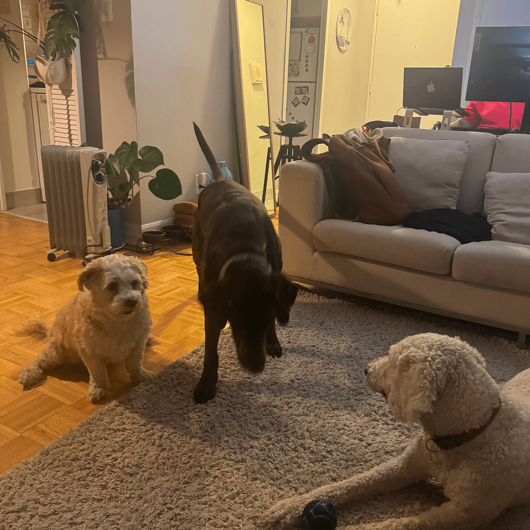 Dog resting comfortably in a clean home style boarding environment