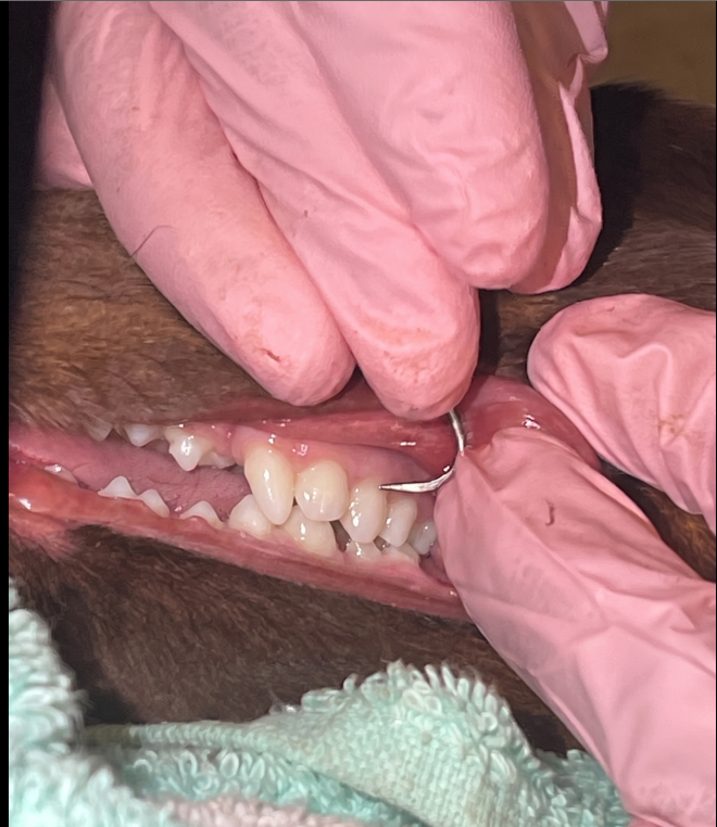 Professional pet dental care and teeth brushing