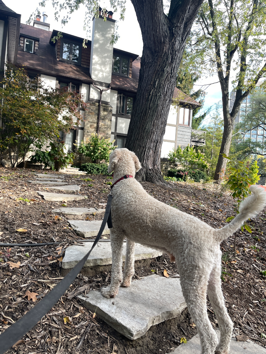 Dog enjoying safe outdoor activity